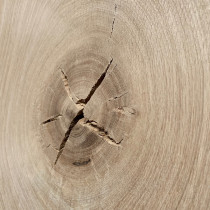 Rohling Massivholzplatte Eiche, verleimt, Baumkante, 4cm stark, Maße wählbar