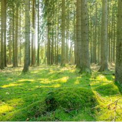 Waldwachstum in Deutschland