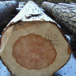 Aufbau des Baumstammes